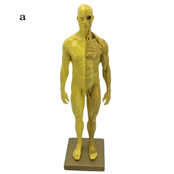 30 см Медицинска скулптура фигура CG се отнася до анатомичните модели на опорно-двигателния апарат на човека със структурата на черепа на Мъж/жена